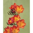 thumbnail image 3 of Red Single Freesia 15 Bulbs - Indoors or Out! - Fragrant - 6/+ cm Bulbs, 3 of 4