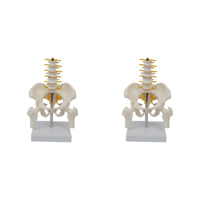maskred PVC Human Pelvis with Pelvis and Size Toy Learning Life Bones Leg Style A 2Set