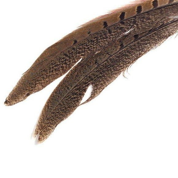 Ring Neck Tail Feather 8 - 10"