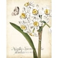 thumbnail image 2 of Vision Studio  26x32 White Modern Wood Framed Museum Art Print Titled - Narcissus Botanique II, 2 of 4
