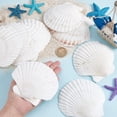 thumbnail image 2 of 10pcs 4.1~4.3" Large Scallop Shells Natural White Scallops White Sea Shells Natural Shell Beads Undrilled Baking Shells for Wedding Sea Beach Vase Filling Art Candle Home Decor, 2 of 6