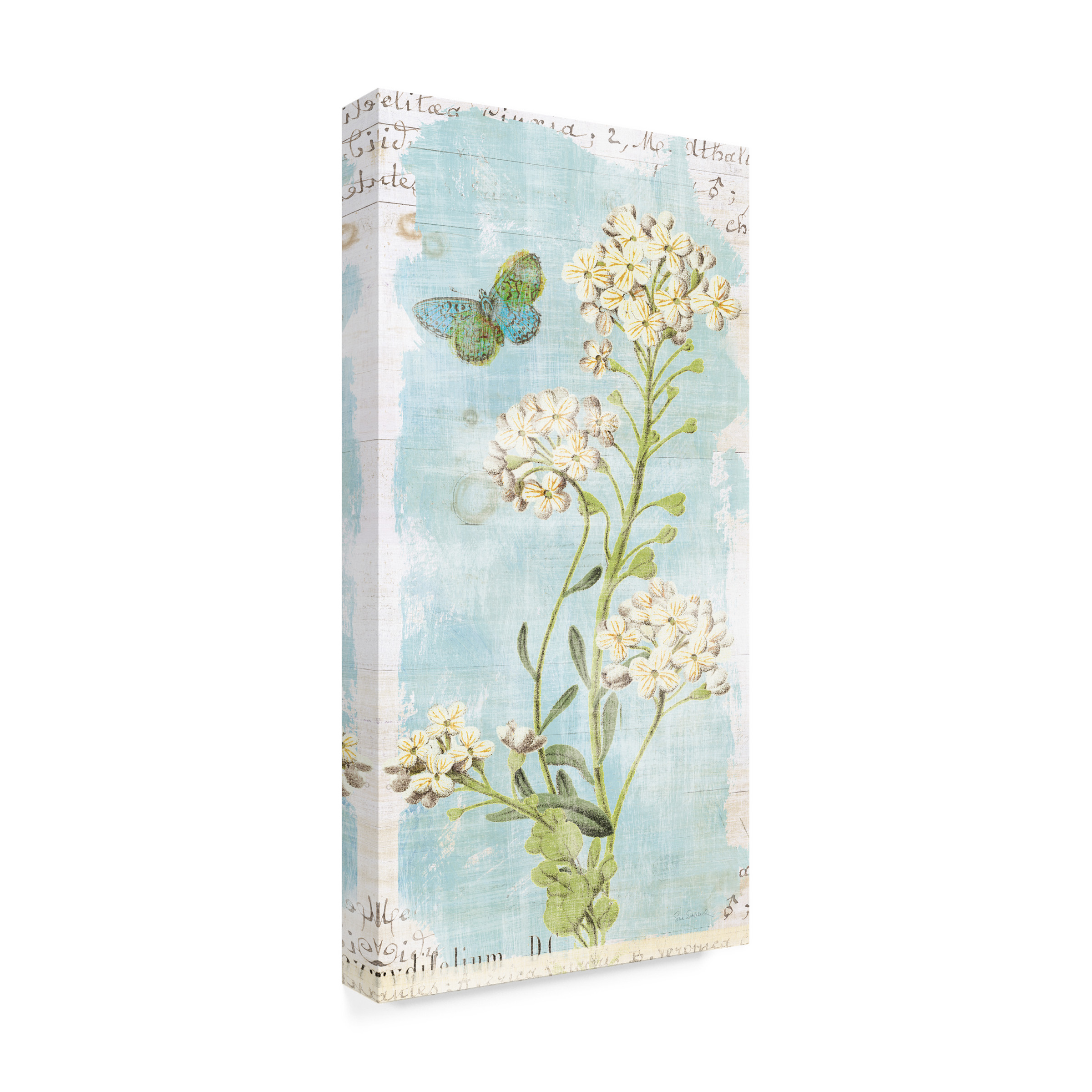 Trademark Fine Art 'Botany Blue III' Canvas Art by Sue Schlabach