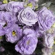 2 Eustoma Lisianthus Live Plants, Pastel Blue Lisianthus Flowers Seedlings, 3-5" Tall Well-Rooted Plug, Lisianthus Plants