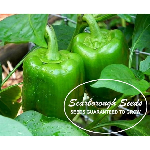SCARBOROUGH SEEDS GREEN BELL PEPPER CAL WONDER 50 SEEDS NON-GMO