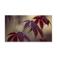 thumbnail image 2 of Gango Home Decor Burgundy Maple II by Rita Crane (Printed on Paper); One 36x18in Fine Art Paper Giclee Print, 2 of 4