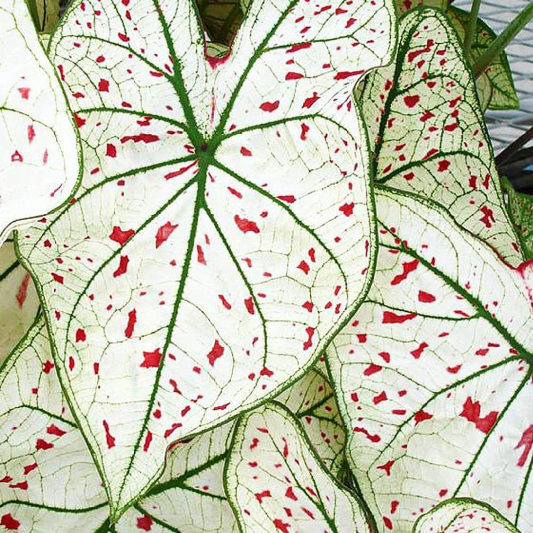 MilcTabe Cranberry Star Caladium Bulb Fancy Leaf Caladium 1