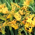 thumbnail image 3 of 25 Yellow Crocosmia Flowers Bulbs Crocosmia Corms, Summer Flowers Bulbs, 3 of 5