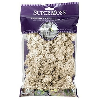 Super Moss Products Co SPM21707 SuperMoss 4oz Reindeer Moss Chartreuse