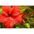 thumbnail image 3 of Spears, Don 24x17 Black Modern Framed Museum Art Print Titled - Red Hibiscus, 3 of 5