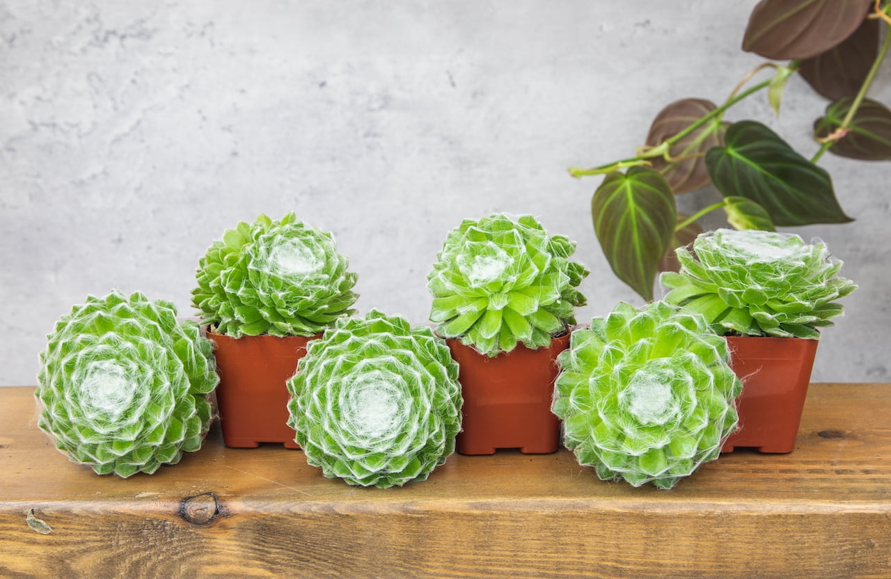 Altman Plants Pet Friendly Succulents (5 + 1 Free) Green Cobweb Sempervivum - 2 in Pots