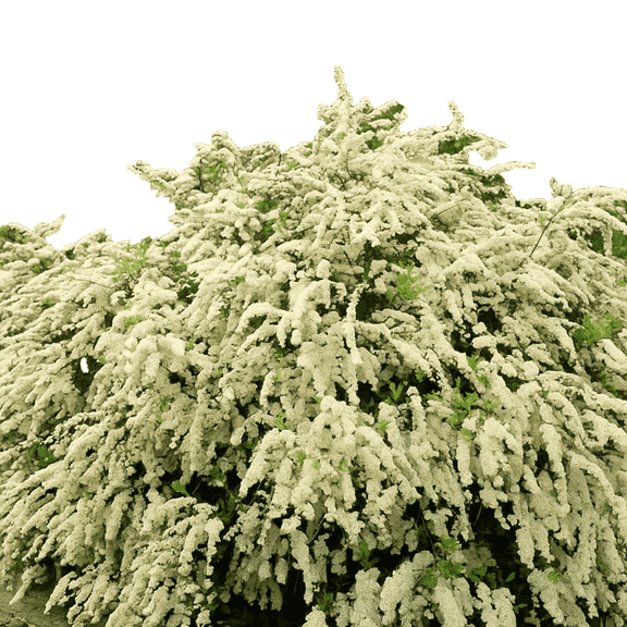 Spiraea Vanhouttei – Hardy Flowering Shrub with Cascading White Blooms for Garden Borders