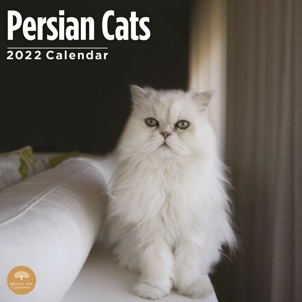 Calendrier Persan 2023 2022 Persian Cats Wall Calendar By Bright Day, 12 X 12 Inch - Walmart.com