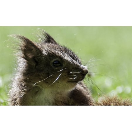 Playful Squirrels - Laminated Poster Wildlife Furry Nature Squirrel Creature Brown Poster Print 24 x 36