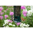 thumbnail image 3 of Brome Squirrel Buster Legacy Wild Bird Feeder, 3 of 4