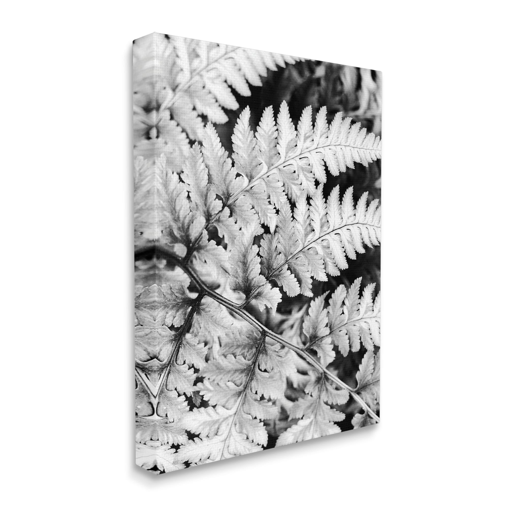 Stupell Indtries Forest Fern Fronds High Contrast Black White Photography,16 x 20,Design by Gail Peck