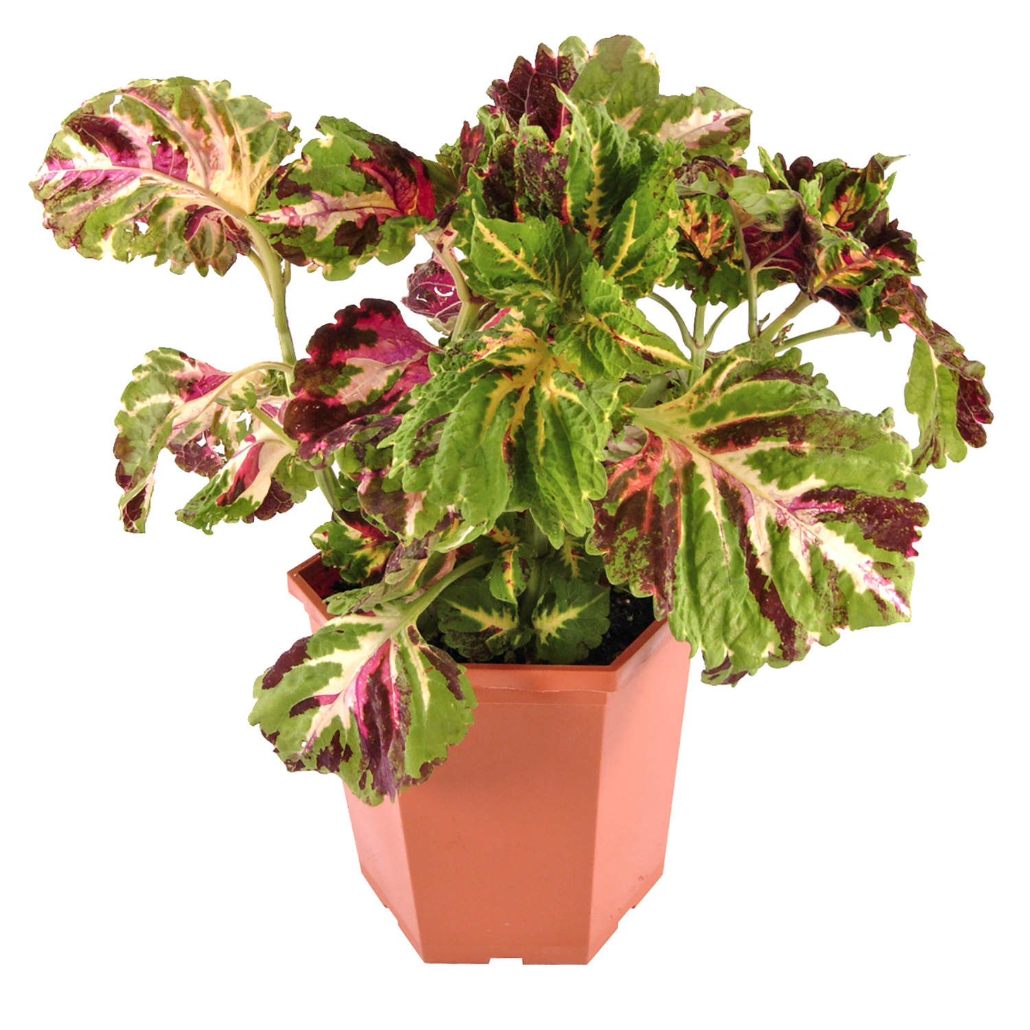 Element 13" Red, Brown and Green Coleus Kong Jr Asst Live Plants Pot (4 Count)