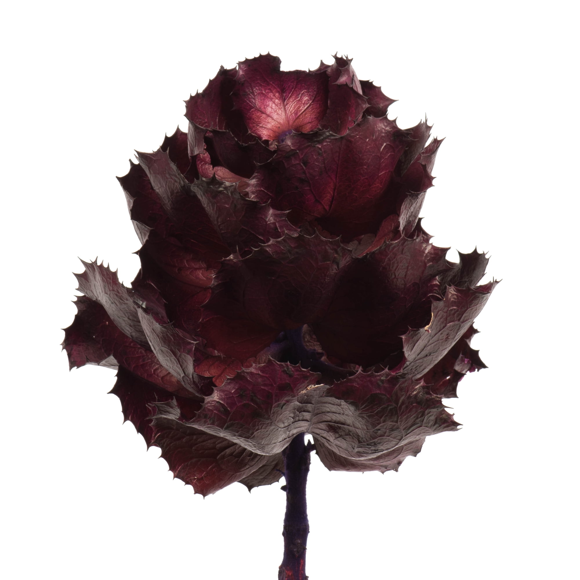 Vickerman 8" flower Violet Queen Flower, 1 stem, Dried