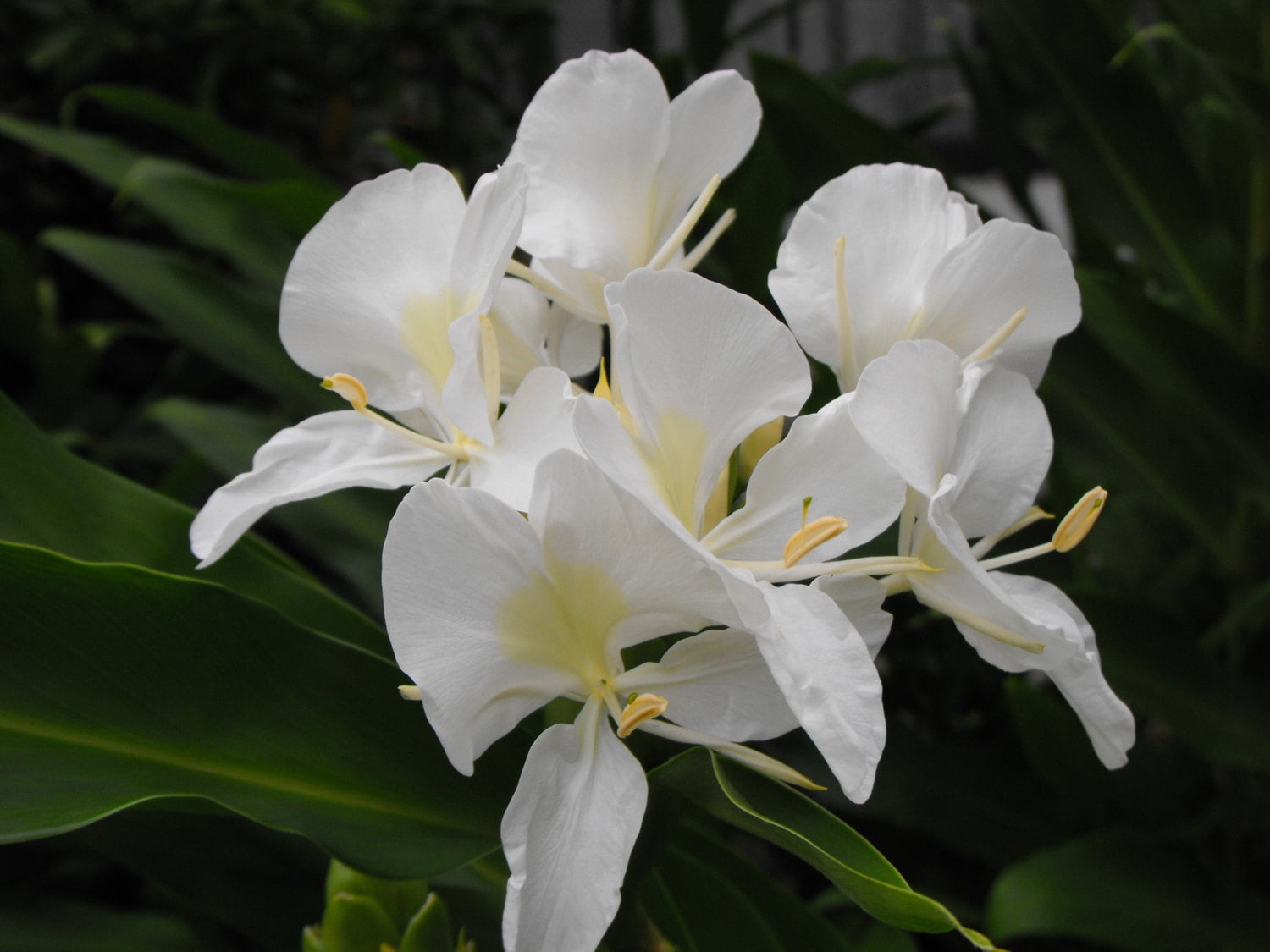 Delightfully Fragrant White Butterfly Ginger Hedychium Coronarium Live Rhizome 1 Bare Root 2 To 4 Inches Walmart Com Walmart Com Delightfully Fragrant White Butterfly Ginger Hedychium Coronarium Live Rhizome 1 Bare Root 2 To 4 Inches Walmart Com Walmart Com