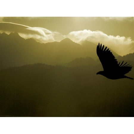 Silhouette of Bald Eagle Flying Against Mountains and Sky, Homer, Alaska, USA Print Wall Art By Arthur (Best Place To See Eagles In Alaska)