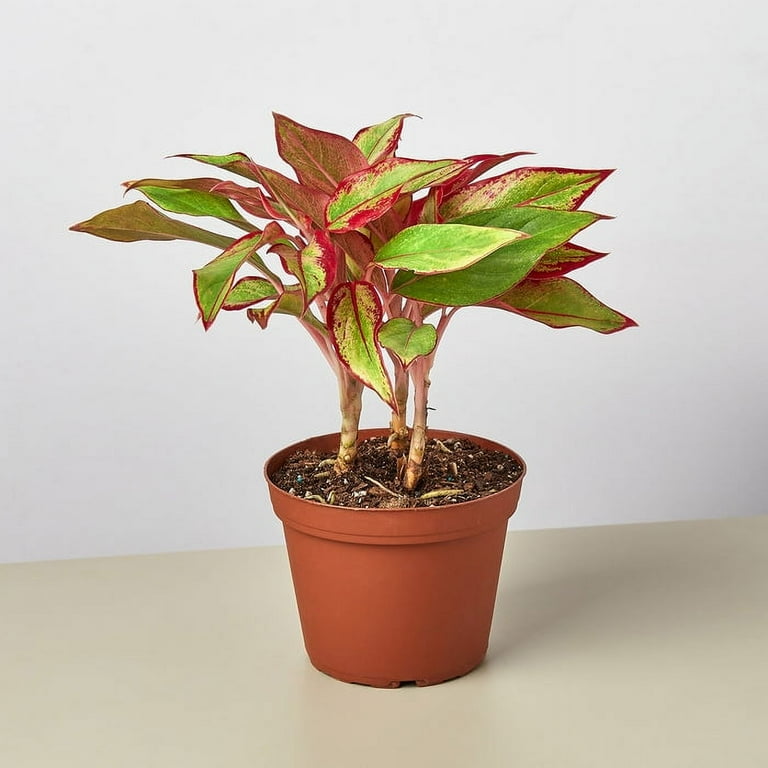 2 Variety Pack - Chinese Evergreen - 6 2 Variety Pack - Chinese Evergreen - 6