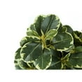 thumbnail image 5 of Artificial Plant - 14" Tall - Ficus - Indoor - Table - Potted - Green Leaves, 5 of 6