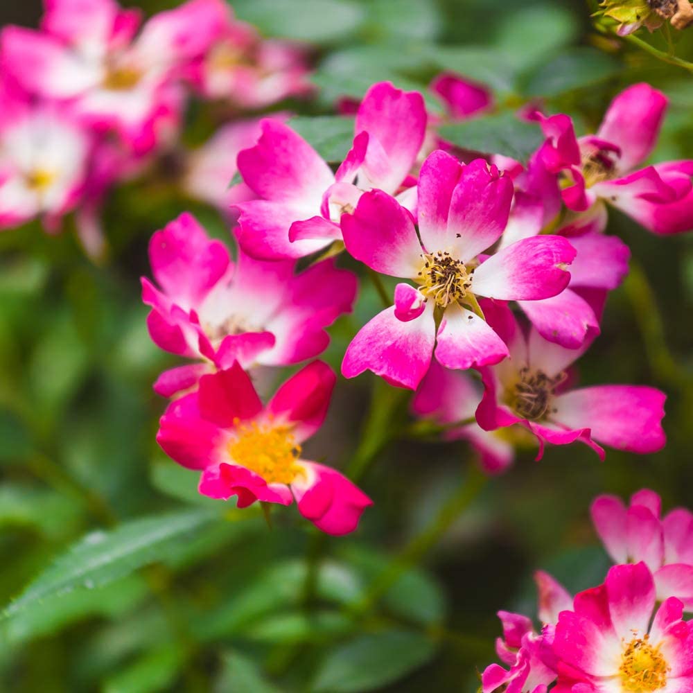 3 Gal. Pink Drift Rose Bush Lavish Pink Flowers