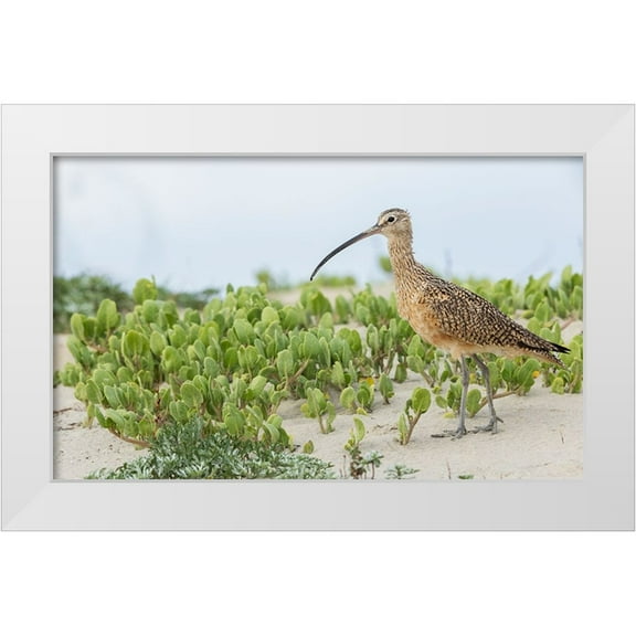 Archer, Ken 14x10 White Modern Wood Framed Museum Art Print Titled - Long-billed curlew at the beach