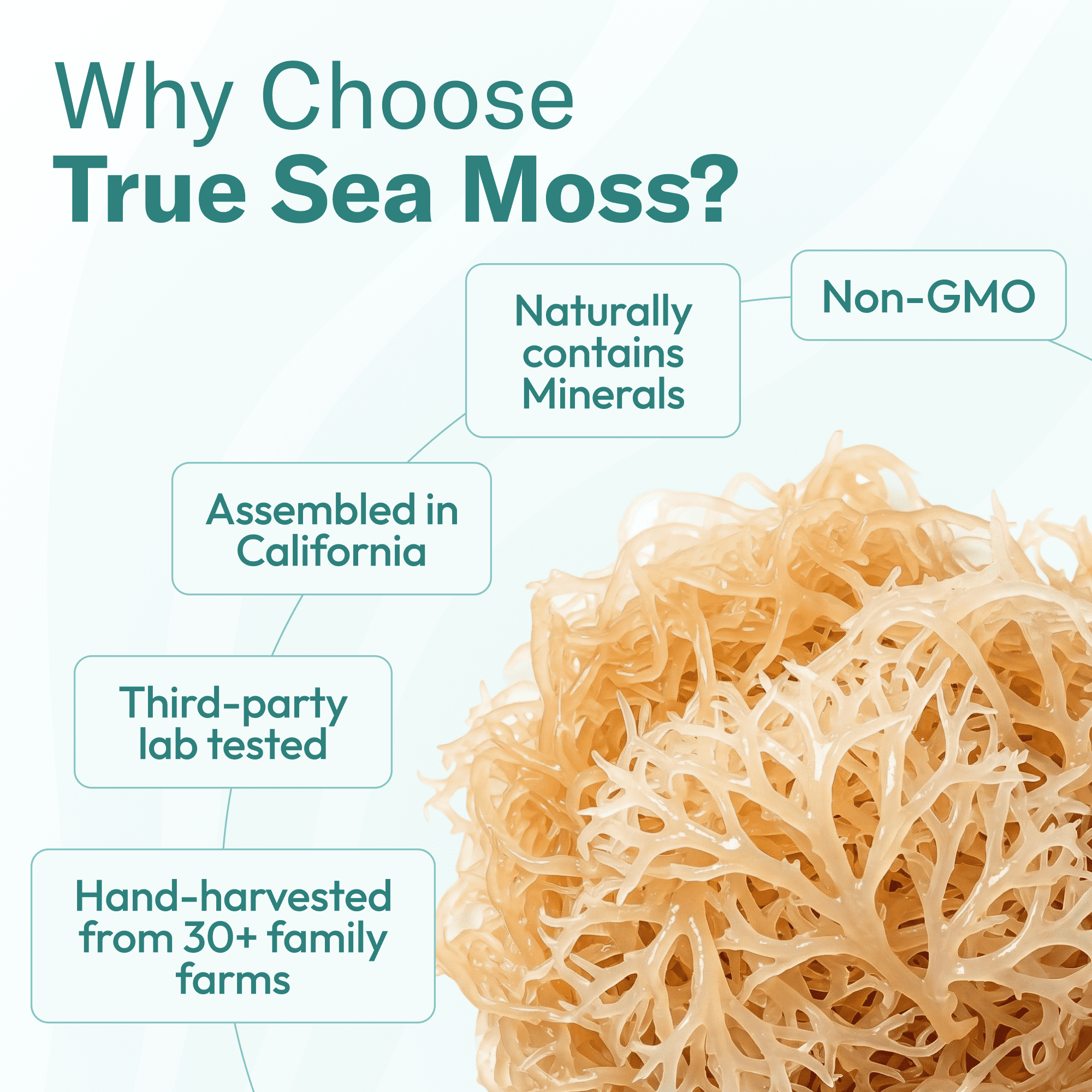 True Sea Moss Wildcrafted Irish Sea Moss Gel, Strawberry 32 fl oz
