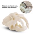 thumbnail image 4 of Small Resin Animal Skull Model Aquarium Fish Tank Ornament Terrarium Decorative Craft, 4 of 10