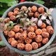 thumbnail image 4 of 20pcs Mini Pumpkins Decor Artificial Yellow Carved Pumpkins Decoration Home Decor Accents, 4 of 5