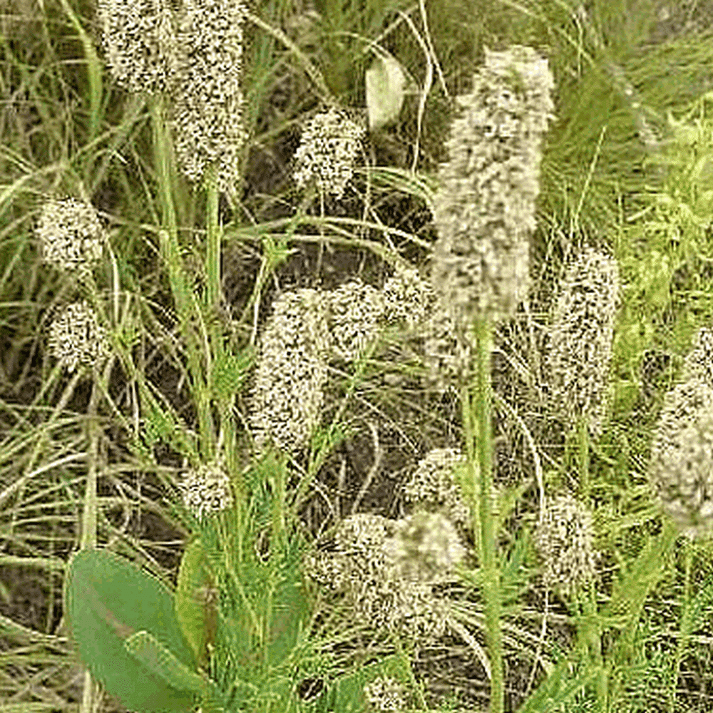 everwild seeds everwild seeds