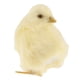 thumbnail image 1 of Simulación De Peluche De Pollo Relleno shamjiam Figura Animal 9x7x7cm, 1 of 7