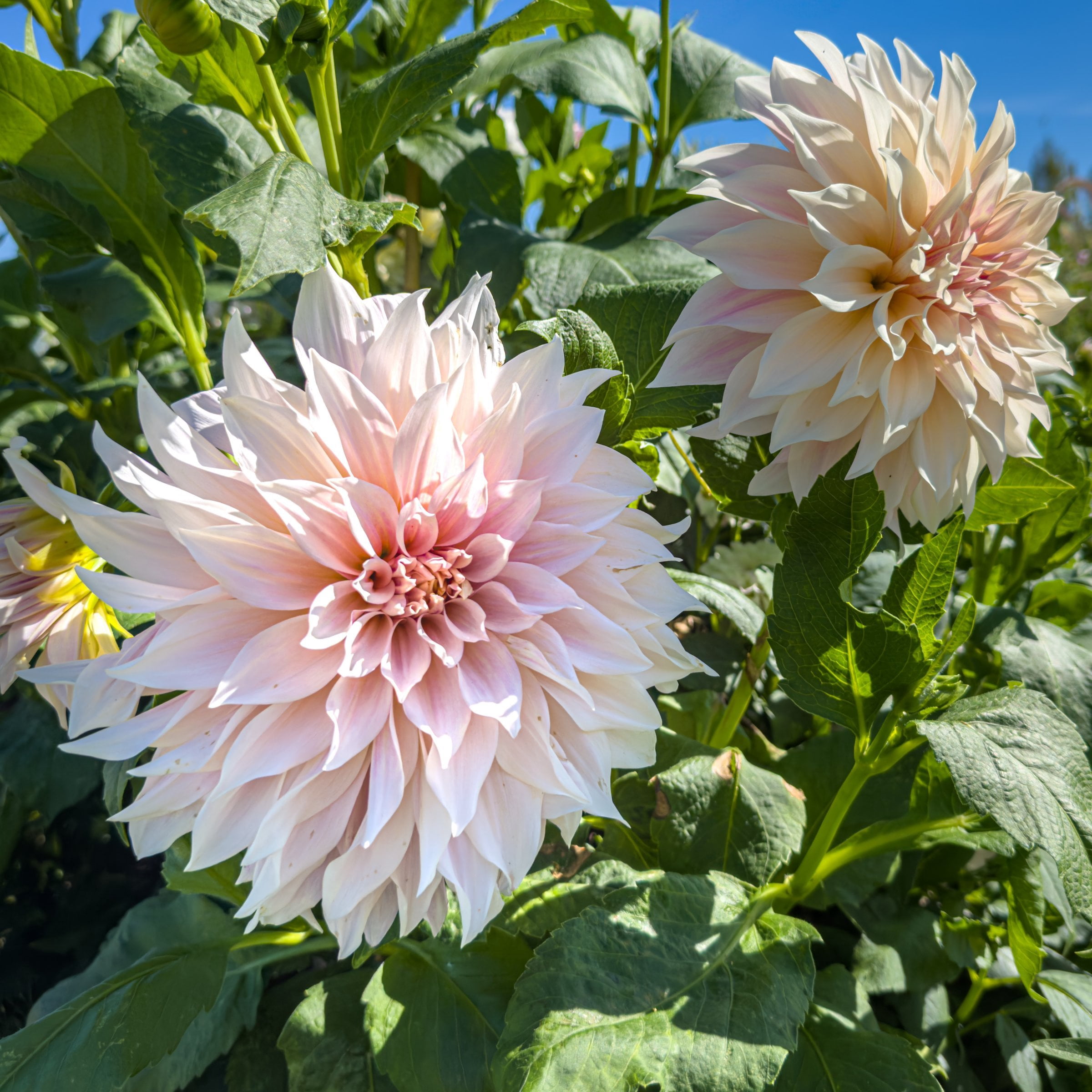 National Plant Network Dahlia Cafe Au Lait Bulbs (3-Pack)