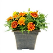 Expert Gardener Bronze 1gal Marigold Live Plant Full Sun