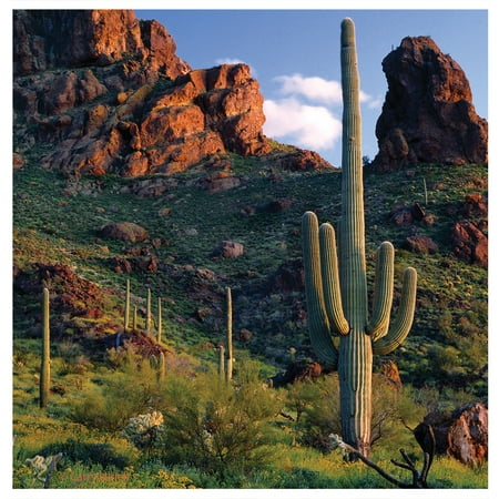 

Thirstystone Occasions Drink Coasters Set Saguaro View