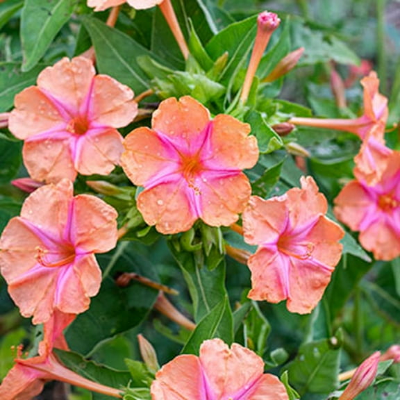 25 Pink Orange Four O'clock Flowers Seeds