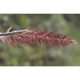 thumbnail image 2 of 25 BOTTLEBRUSH GRASS Ornamental Shade Elymus Hystrix Patula Seeds, 2 of 8