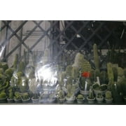 American Postcard Cactuses Pack of 5