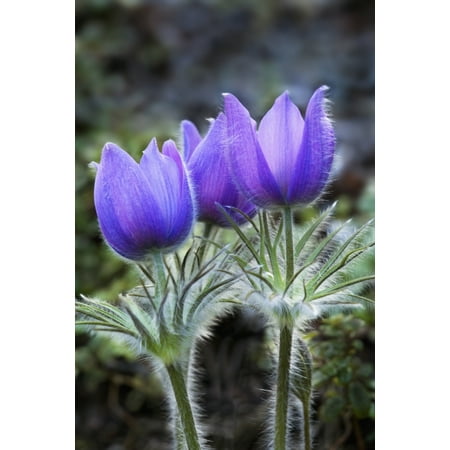 Close Up Of Pasque Flowers (Spring Crocus) Near Tok River State Campground Alaska Stretched Canvas - John Delapp  Design Pics (22 x (Best Campgrounds Near Pictured Rocks)