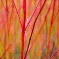 thumbnail image 3 of Brighter Blooms - Red Twig Dogwood Shrub, 1 Quart - No Shipping to AK, AZ, FL, HI, 3 of 7