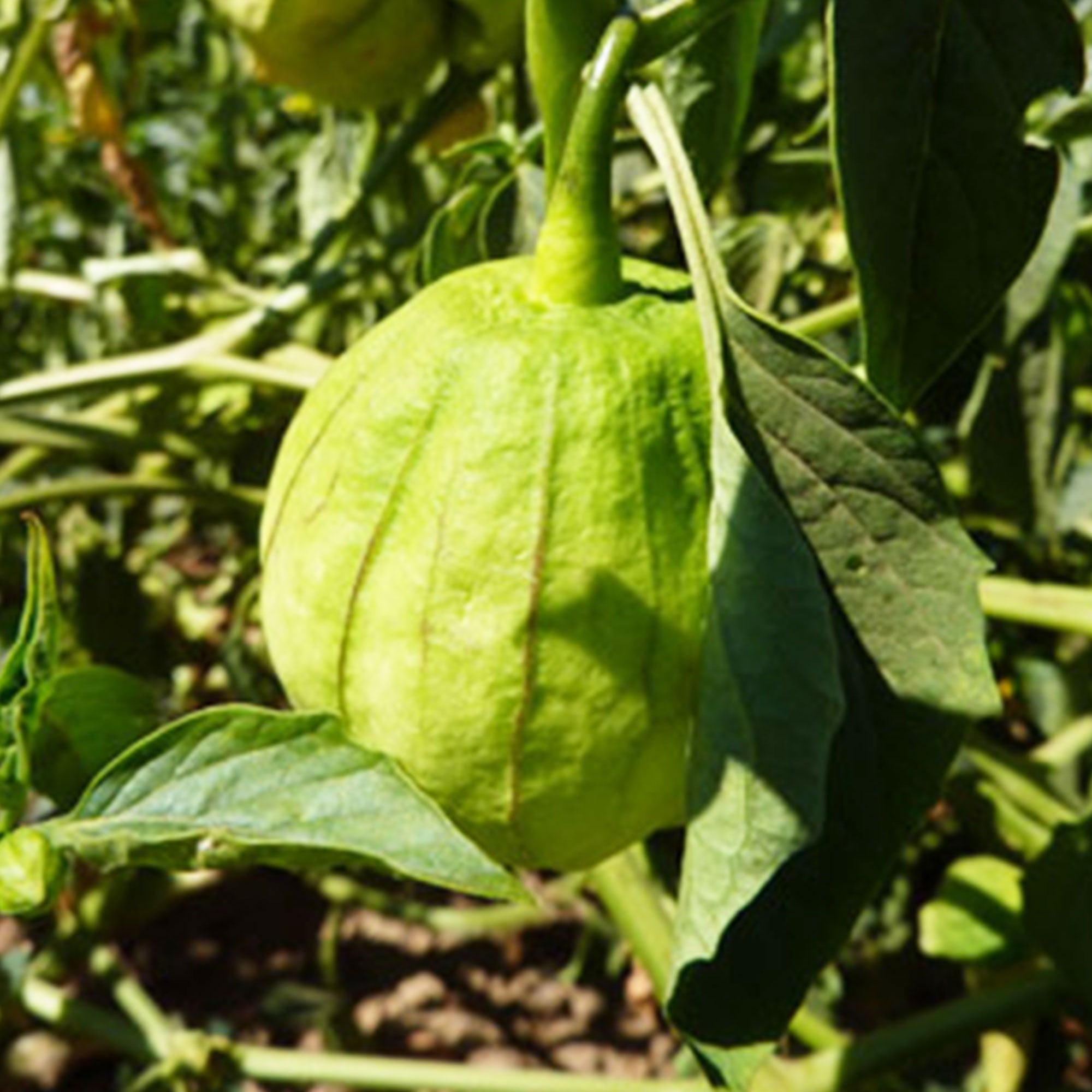 Organic Tomatillo Grande Rio Verde 500 mg 100 Seeds Organic