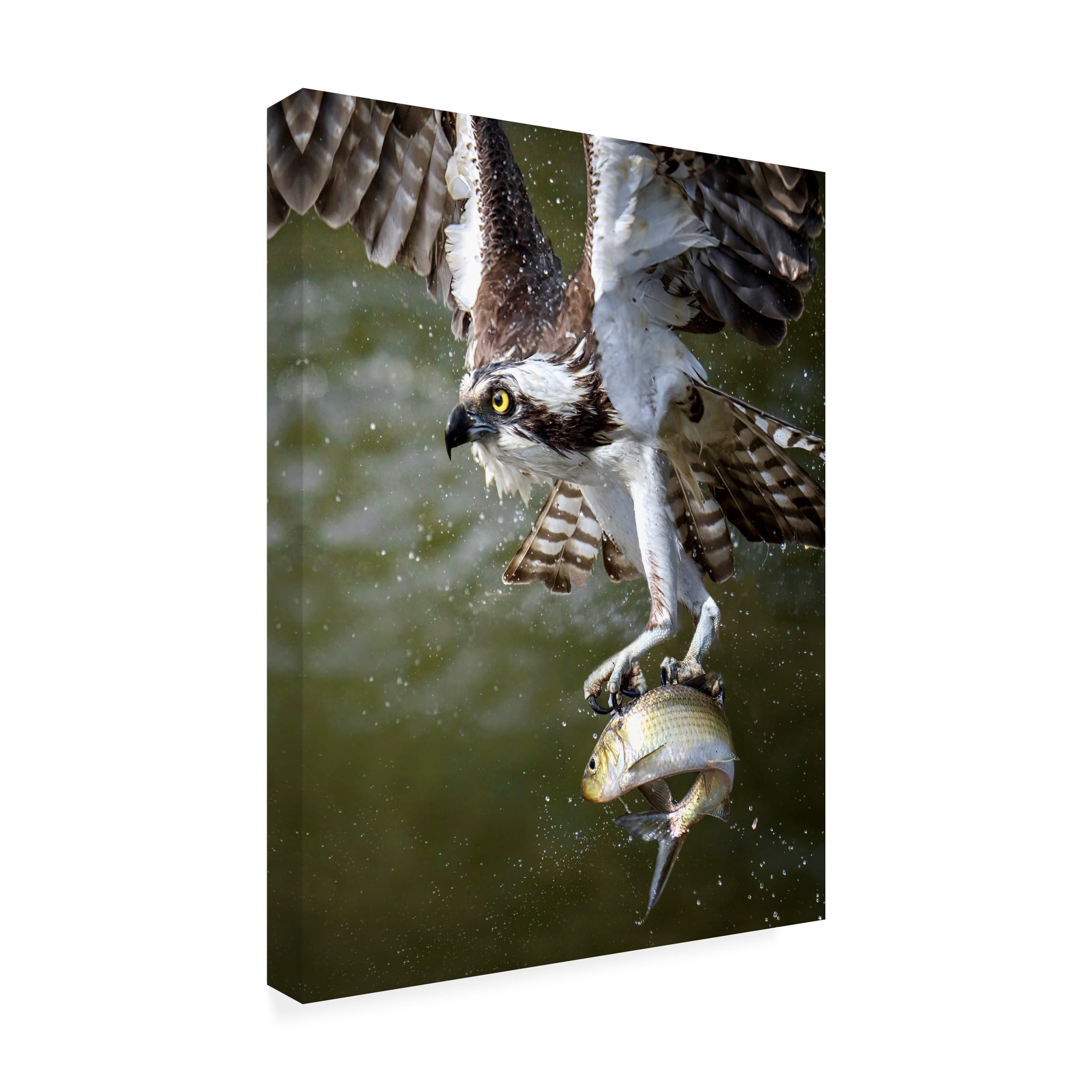 Tao Huang 'Osprey' Canvas Art