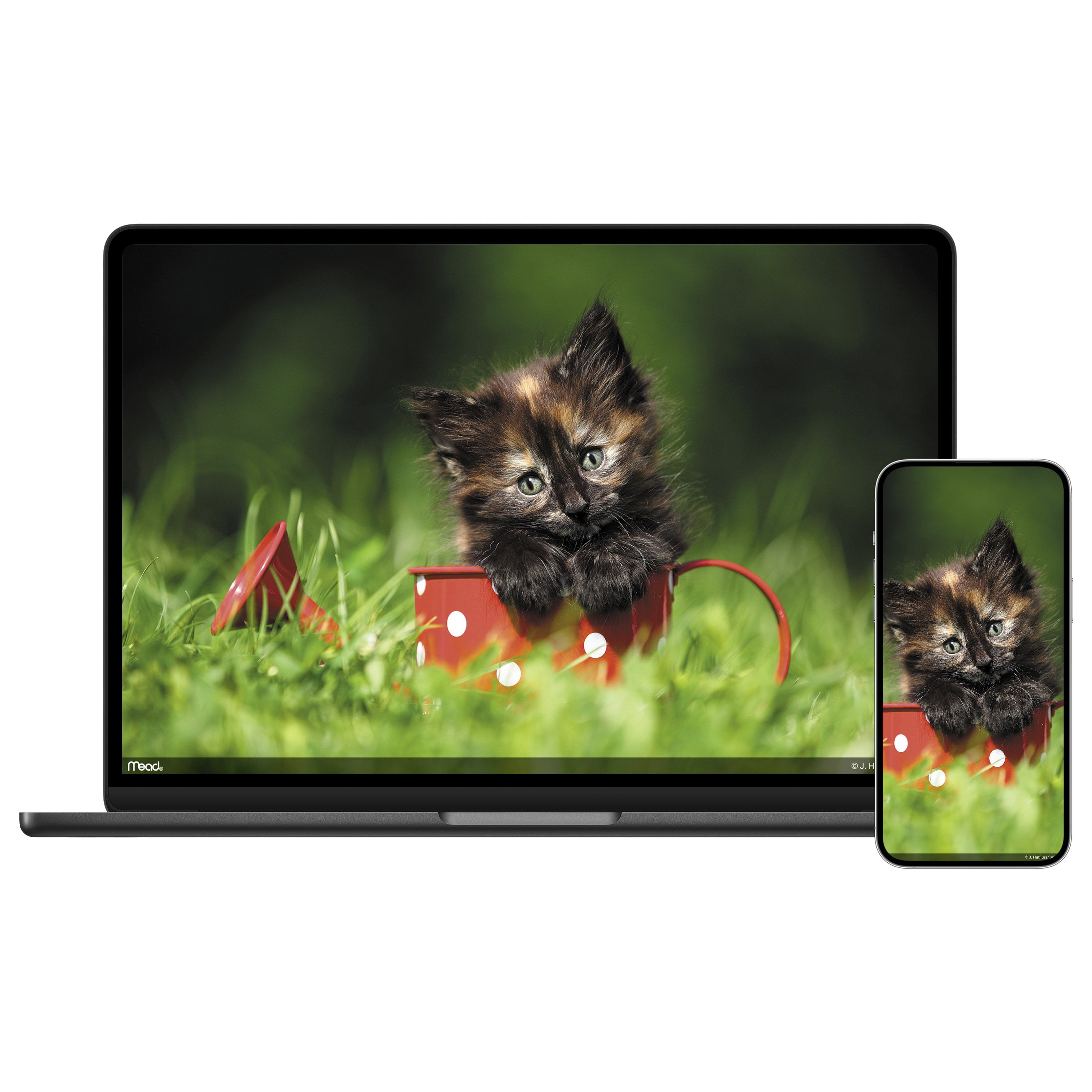 Mead Kittens Wall Calendar
