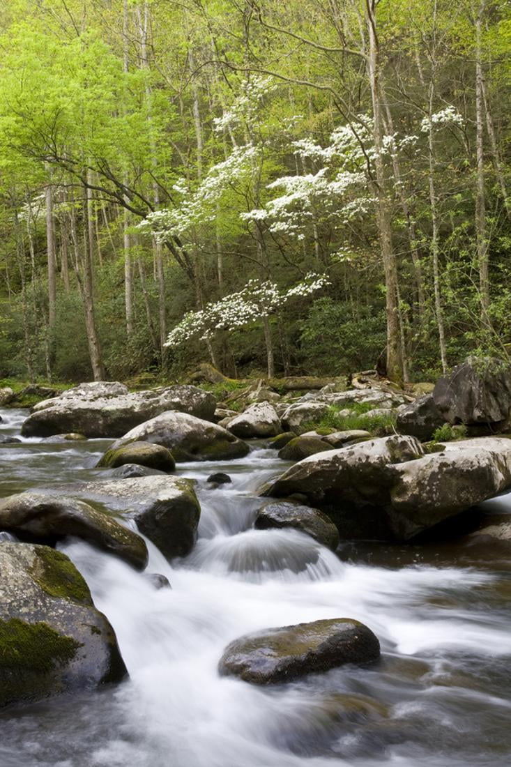 Dogwood Trees in Spring Along Little River, Great Smoky Mountains National Park