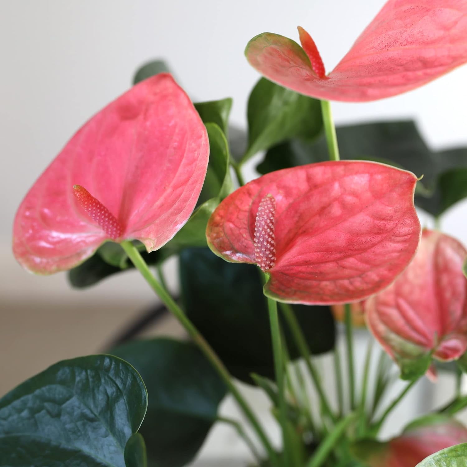 aglaonema aquarium Aglaonema Malayan Sword - Terrarium Plants main image 1