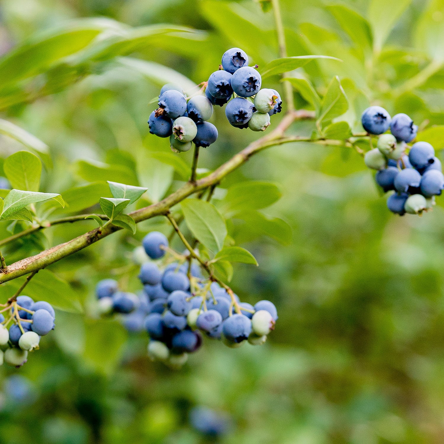 Expert Gardener Haven Blueberry Live Tree, 2-3 ft Tall, in 3-Gallon Grower Pot