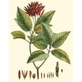 thumbnail image 3 of Hierseman 20x24 Black Modern Framed Museum Art Print Titled - Crimson Botanical IV, 3 of 5