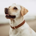 thumbnail image 4 of SUOSDEY Puppy Collar Adjustable Soft Breathable Leather Dog Collar for Small Medium Large, 4 of 5
