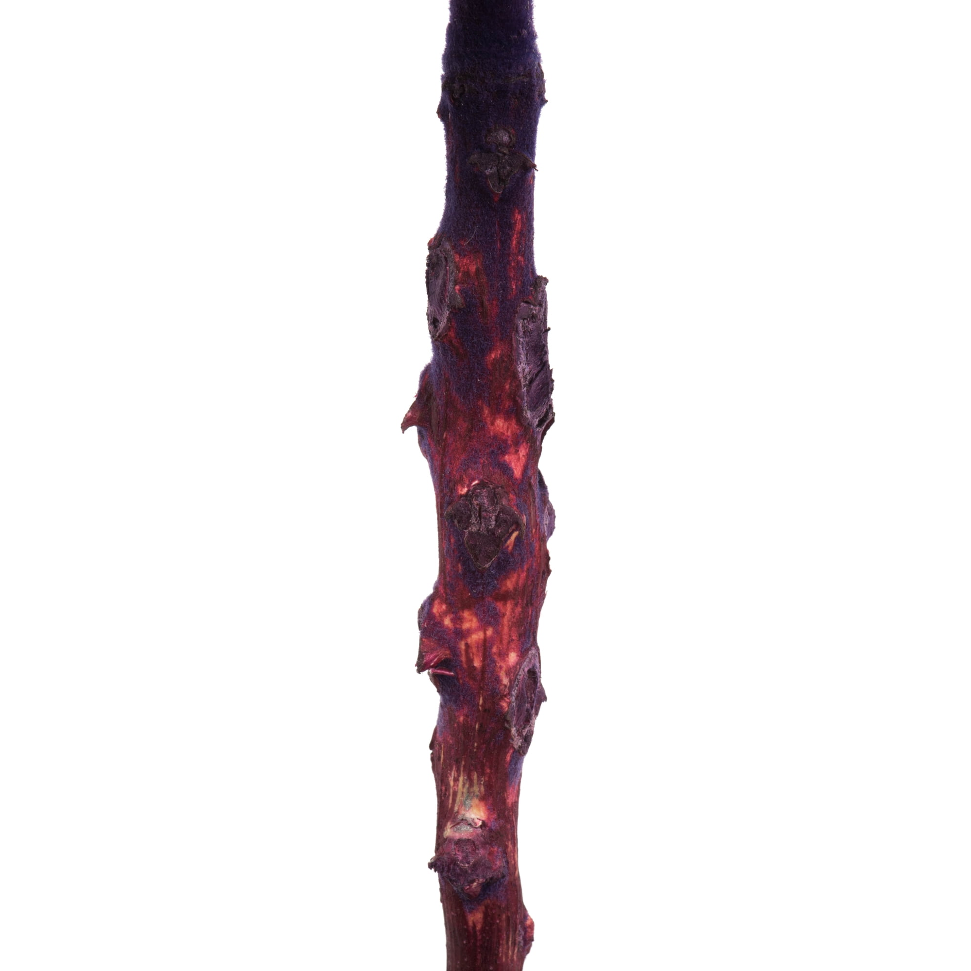 Vickerman 8" flower Violet Queen Flower, 1 stem, Dried