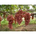 thumbnail image 3 of 50+ Grape Seeds Vine Fruit Seed Fruit Plant Home Garden Non-GMO, 3 of 3